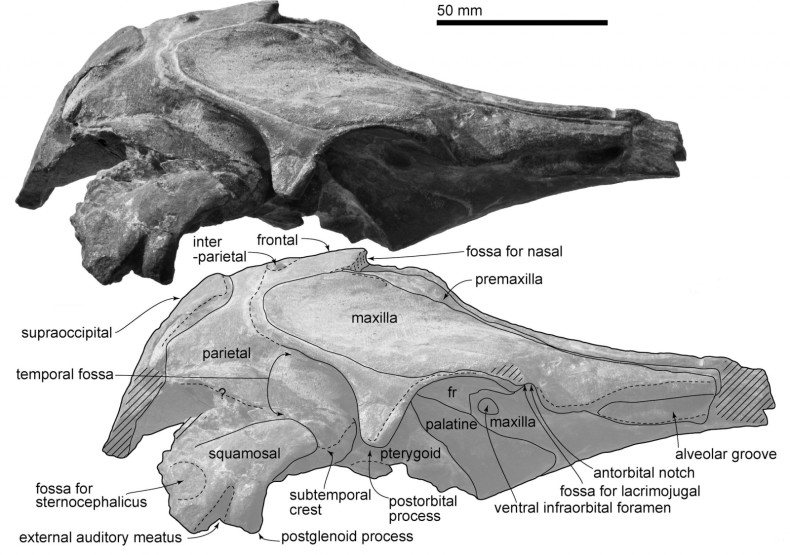 Ancient dolphin skull