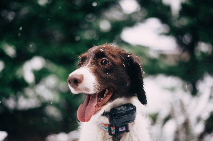 Dog in snow