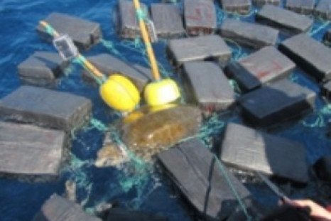 Trapped sea turtle
