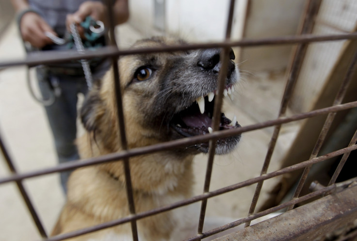 angry dog, teeth