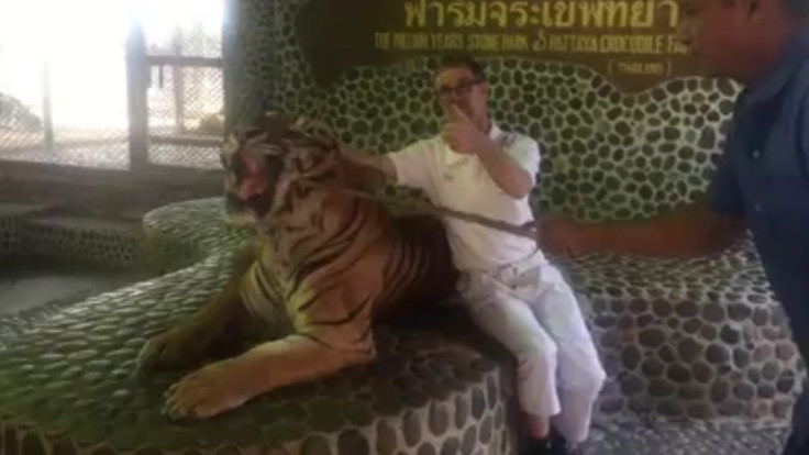 Tiger Is Repeatedly Poked By Thai Zoo Staff In Front Of Tourists Tiger Is Repeatedly Poked By Thai Zoo Staff In Front Of Tourists
