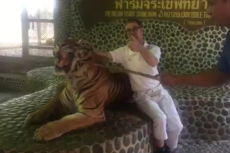 Tiger Is Repeatedly Poked By Thai Zoo Staff In Front Of Tourists