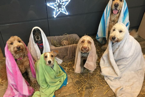 Dog nativity