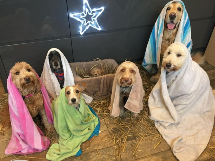 Dog nativity