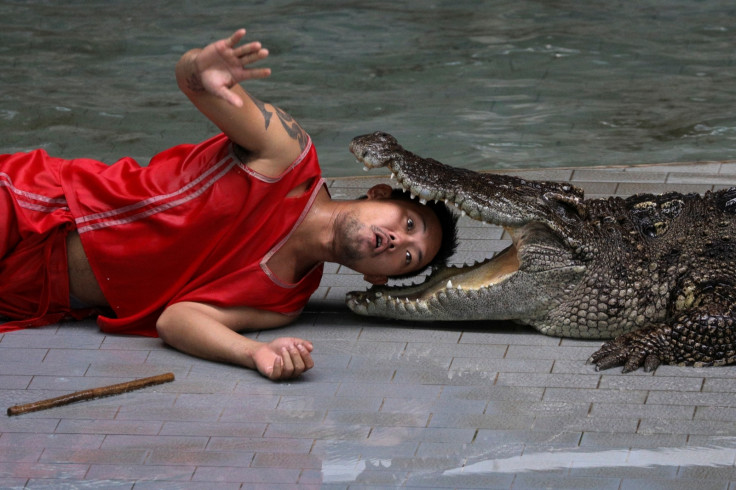 A zoo performer reacts as he puts his head between the jaws of a crocodile during a performance for tourists in Thailand
