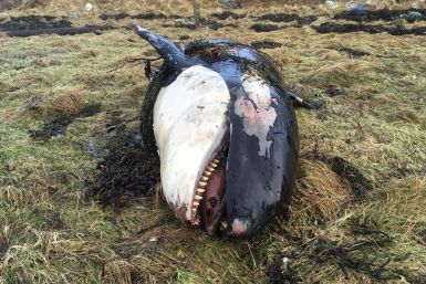 orca death