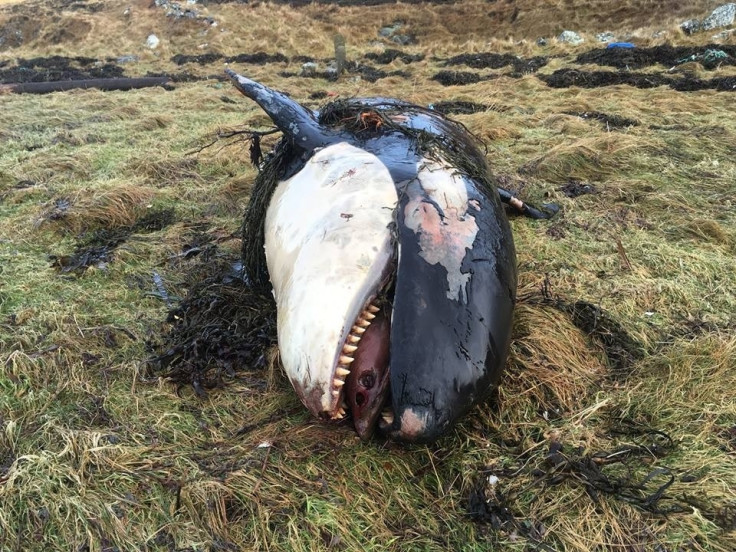 orca death