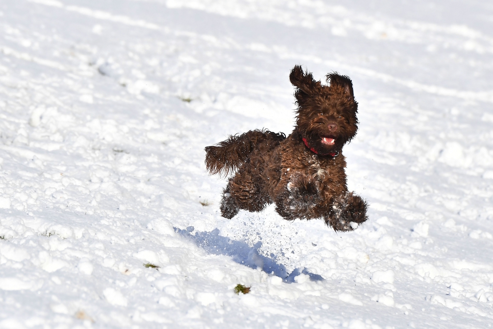 Can Dogs Catch Pneumonia From Humans Can Dogs Catch Pneumonia From Humans