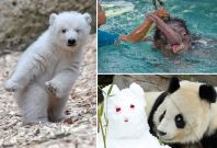 Pictures of the Year 2017 animals Pictures of the Year 2017 animals