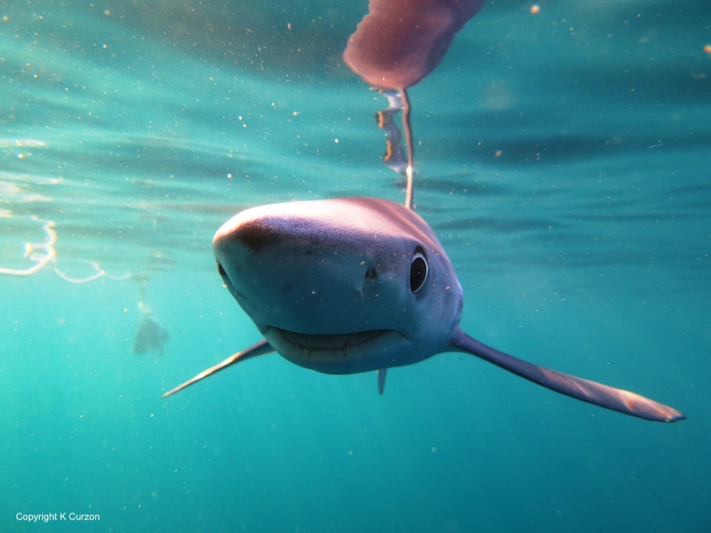 shark