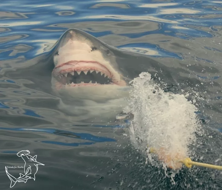 Chinese social media influencer under fire for eating great white shark - Vimarsana News