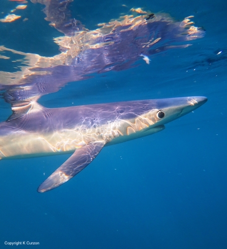 blue shark