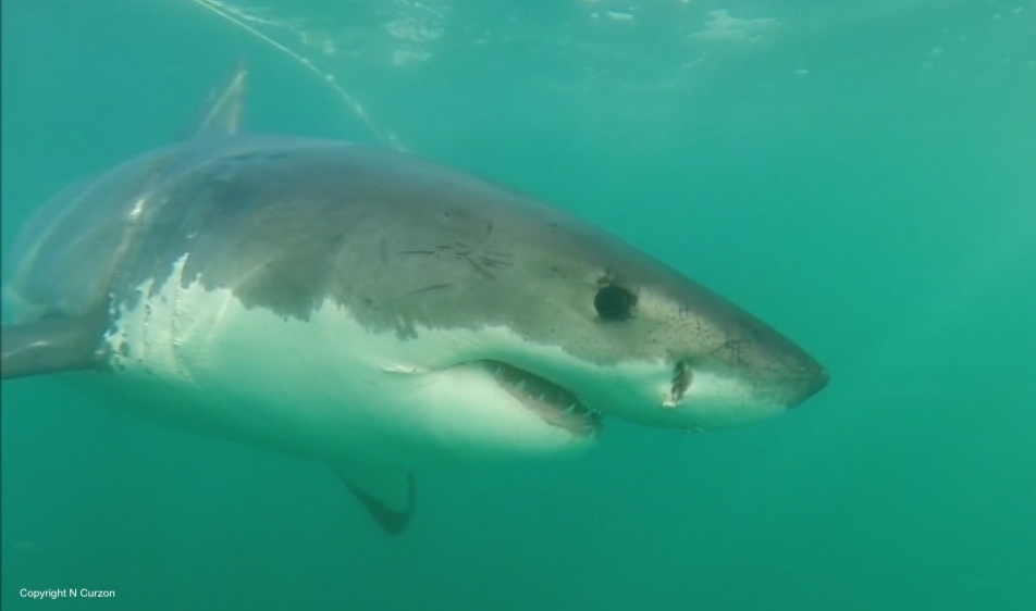 great white shark 2
