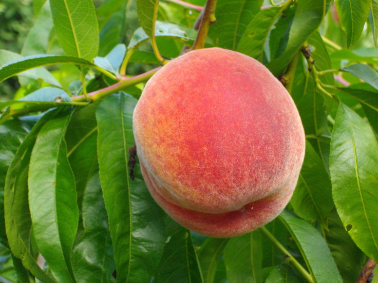 A peach on a tree