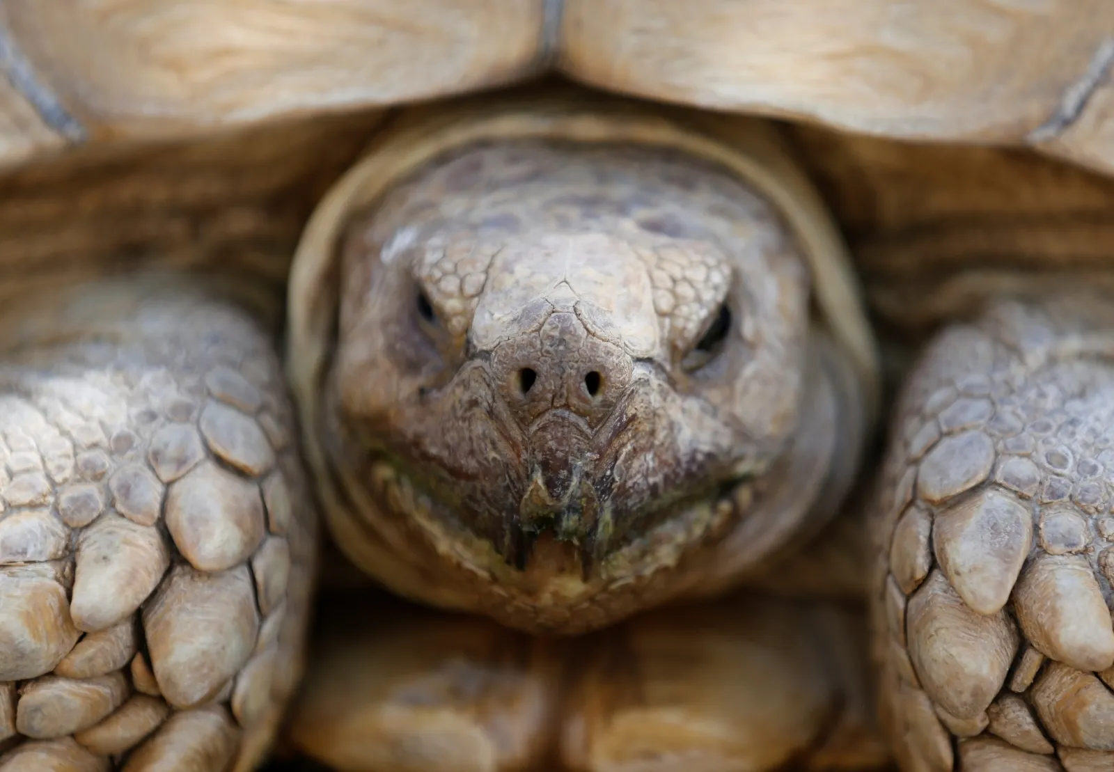 Giant tortoise on tracks brings trains to a halt in Norfolk - Vimarsana News