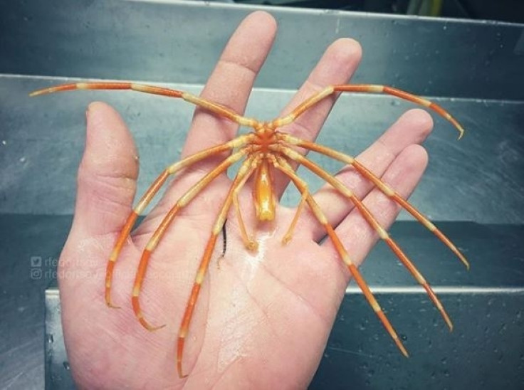 giant sea spider