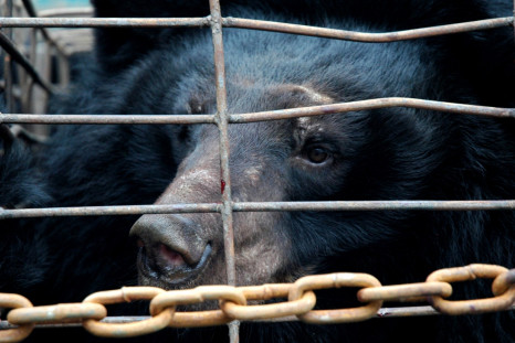 bear bile farming