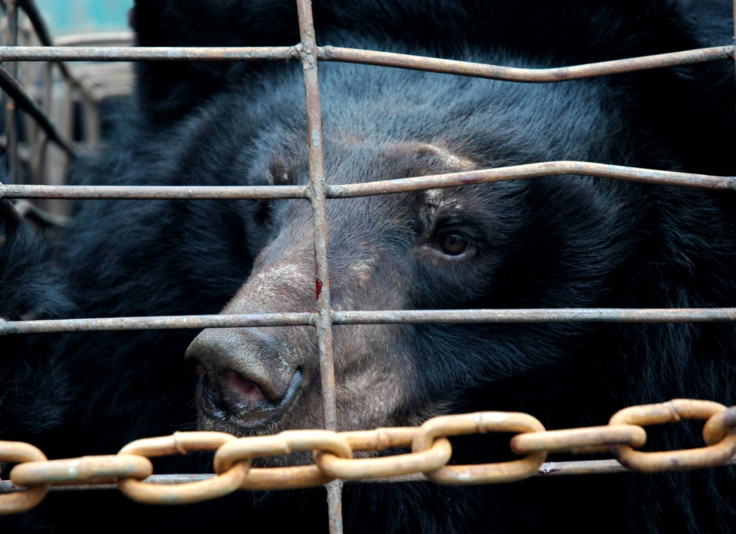 bear bile farming