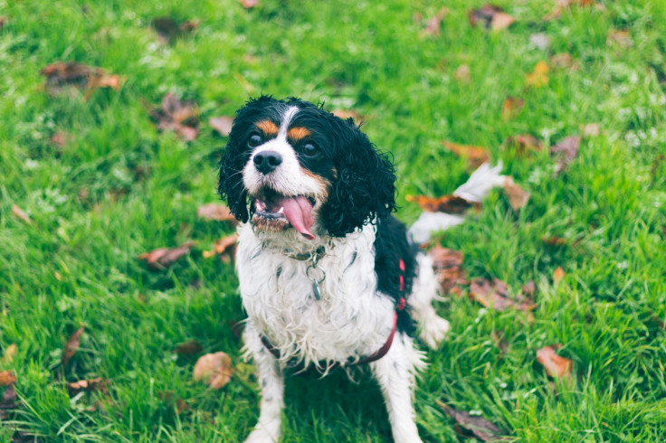 A dog sitting on grass