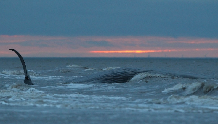 Ocean Whirlpool