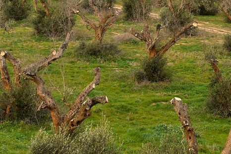 Olive trees infected by Xylella Fastidiosa in Gallipoli, Italy, in February 2016