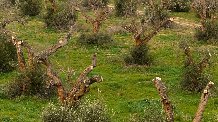 Olive trees infected by Xylella Fastidiosa in Gallipoli, Italy, in February 2016
