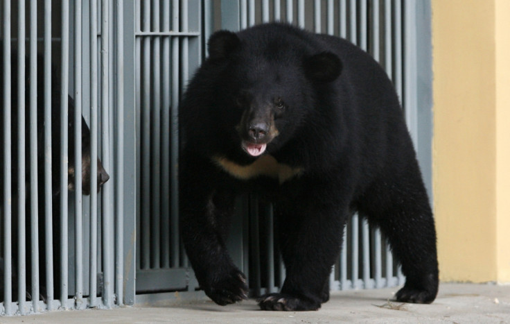 asiatic bear