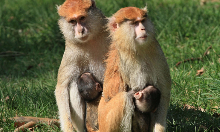 Patas monkeys