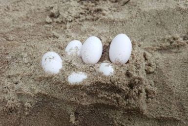 Snake Eggs Sandpit