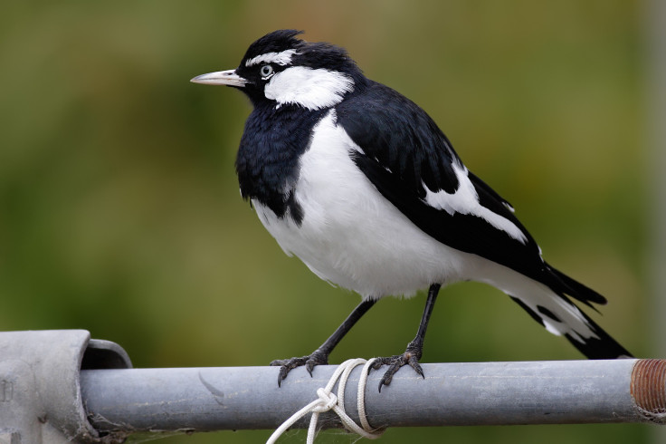 Magpie Lark or peewee