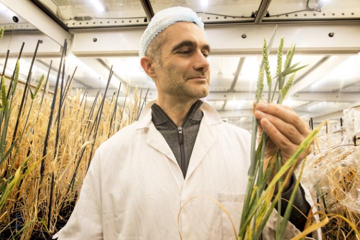 What Is Speed Breeding Nasa Inspired Technique Can Accelerate Wheat