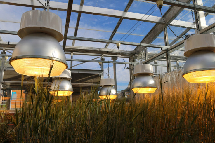 Speed breeding lights