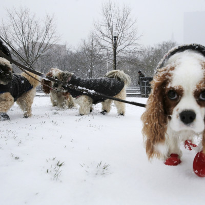 dog, cold, snow