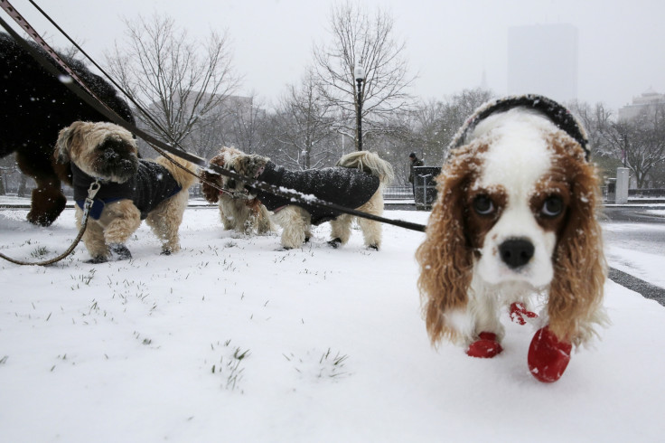 dog, cold, snow