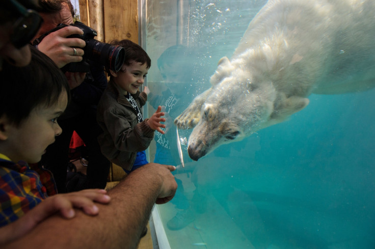 Polar bear in zoo