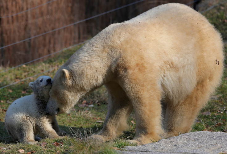 Polar bear and cub