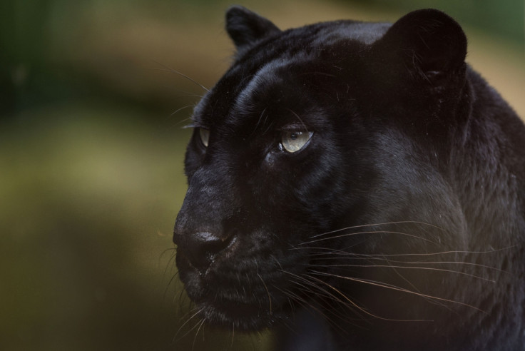 Black panther