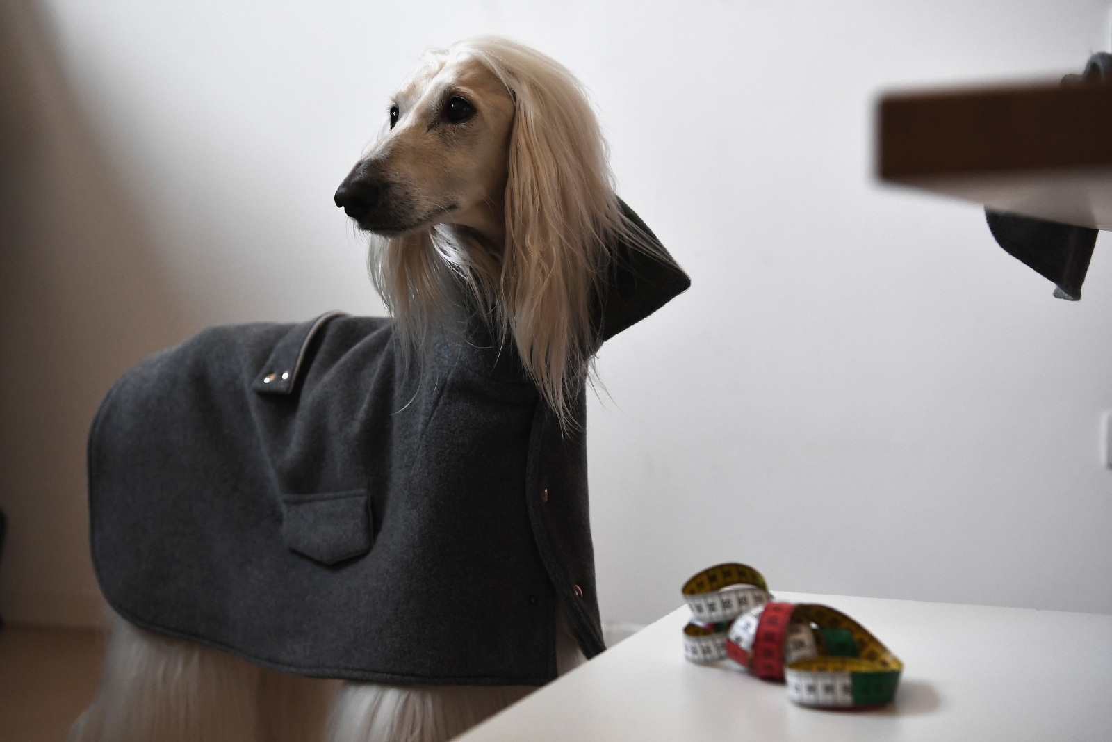 Dog a Porter Dog a Porter