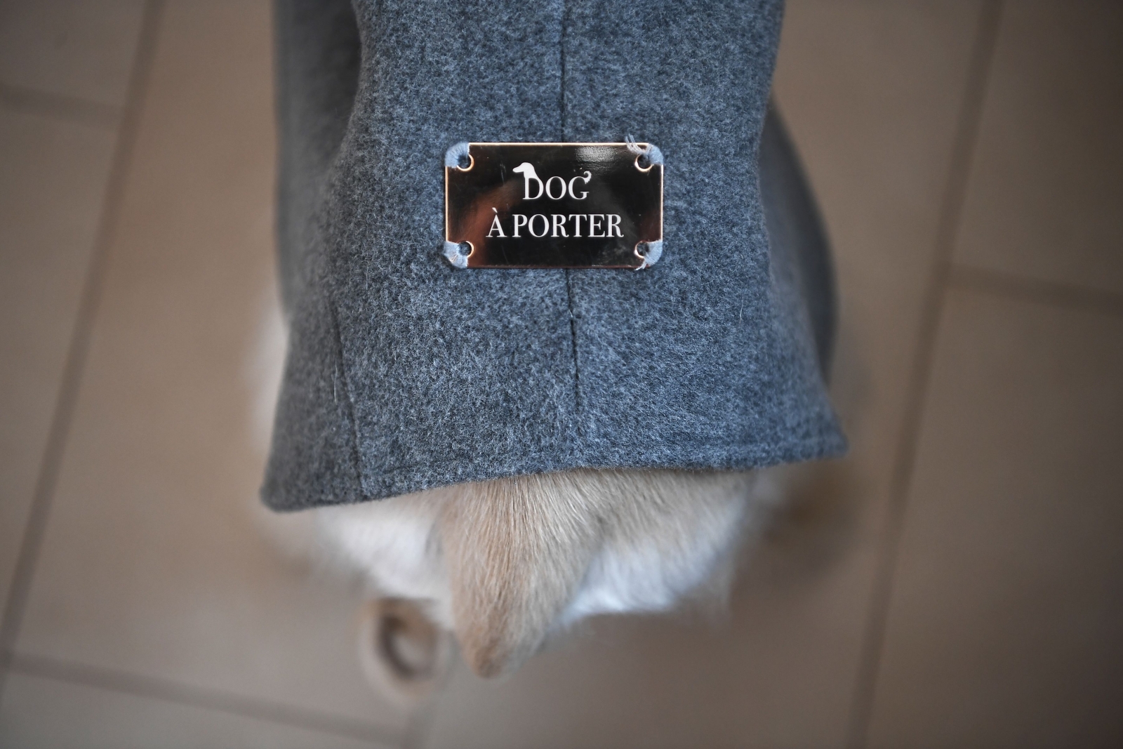 Dog a Porter 3