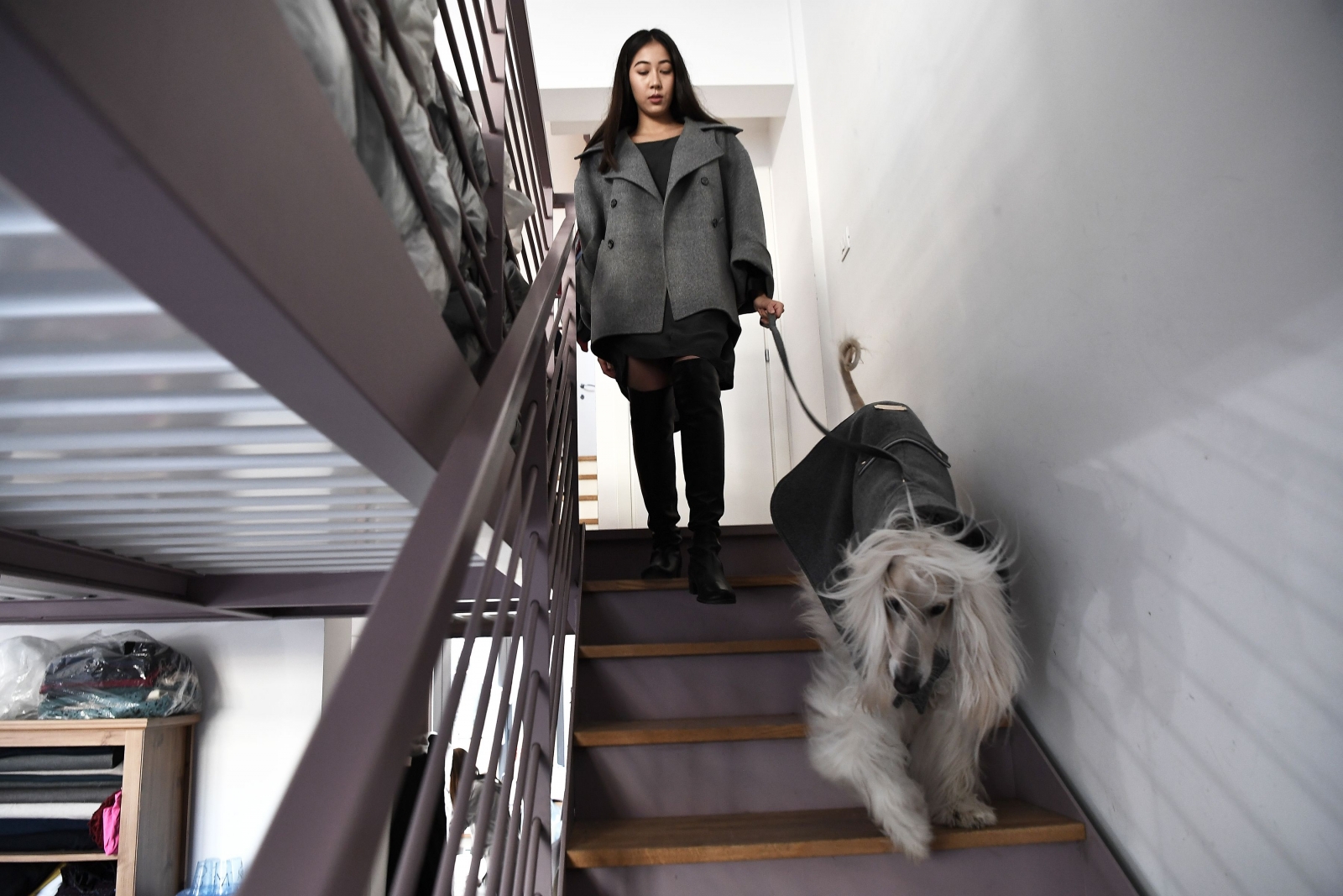 Dog a Porter 5
