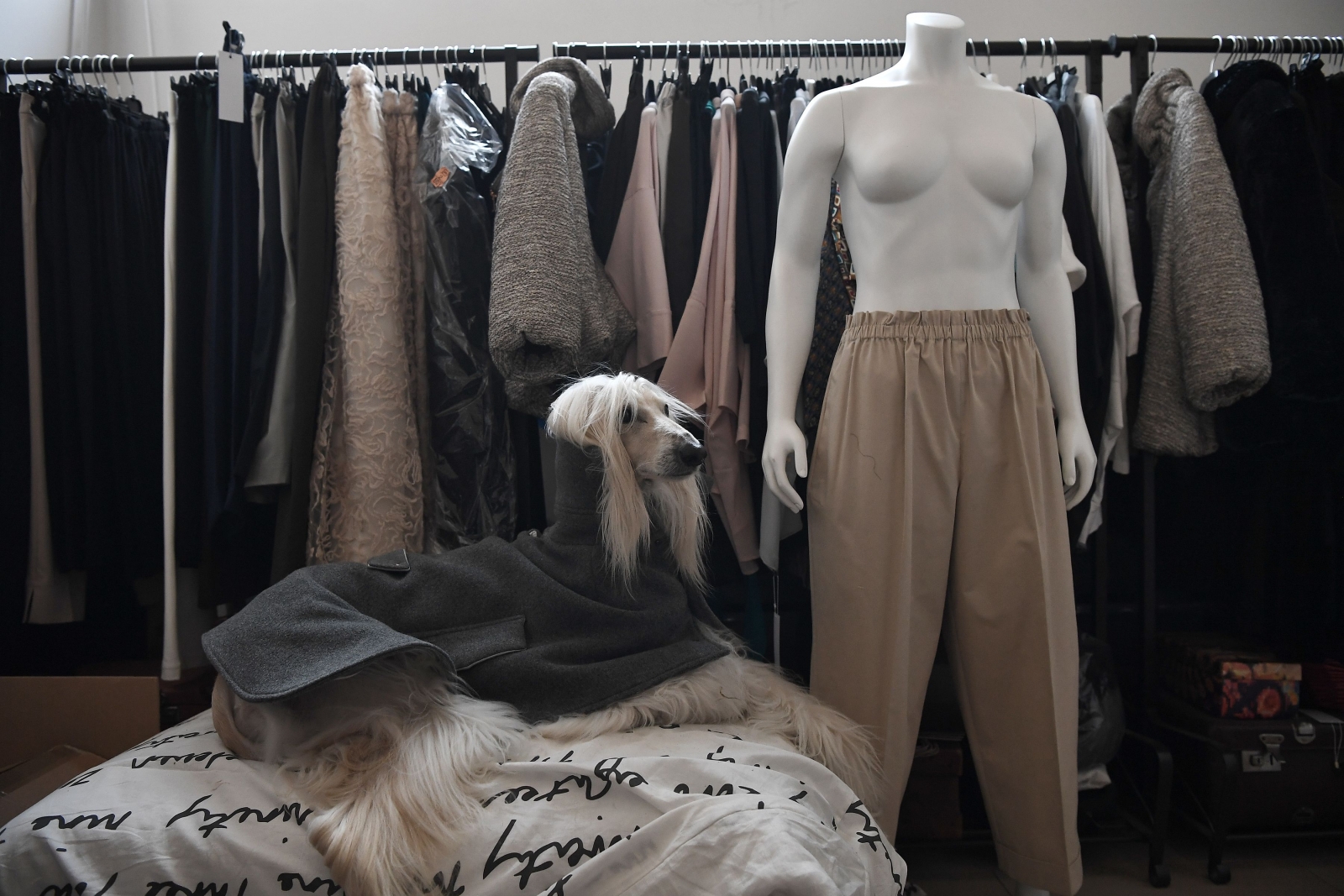 Dog a Porter 7