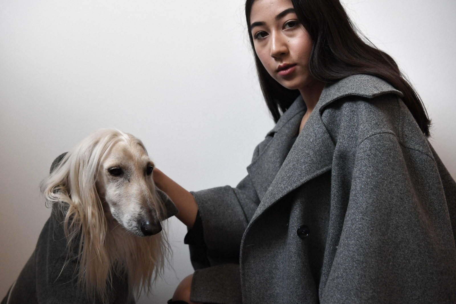 Dog a Porter 6