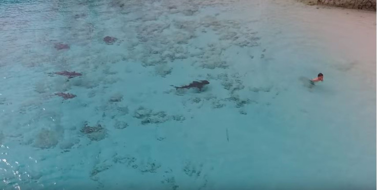 Shark attack Bahamas
