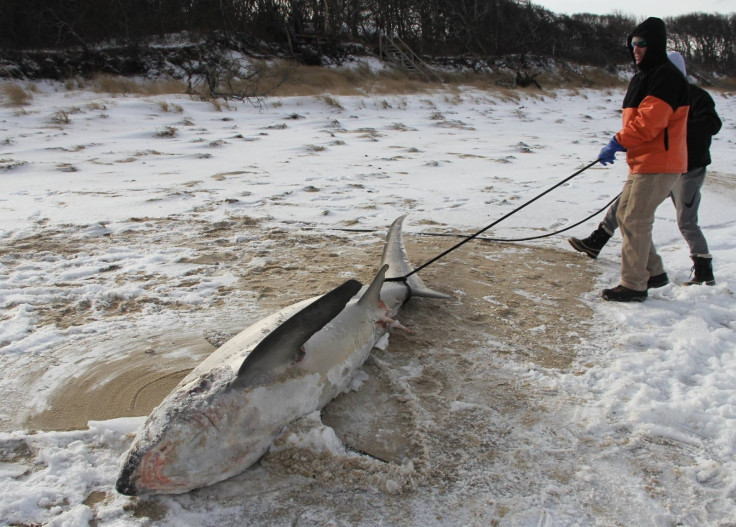 Sharks killed by freezing weather