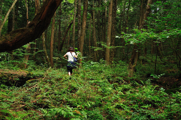 Aokigahara