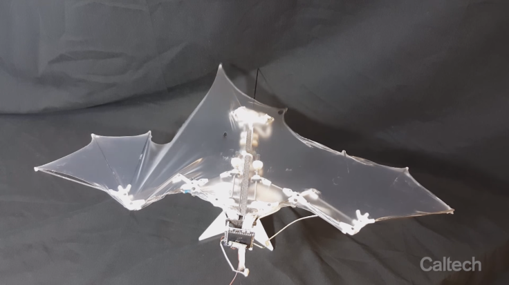 Bat Bot (B2)
