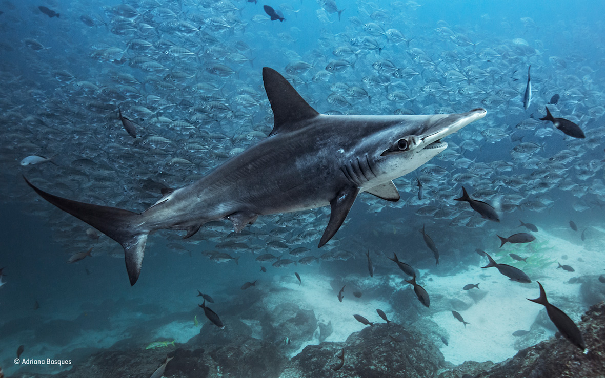 Wildlife Photographer of the Year People's Choice Wildlife Photographer of the Year People's Choice