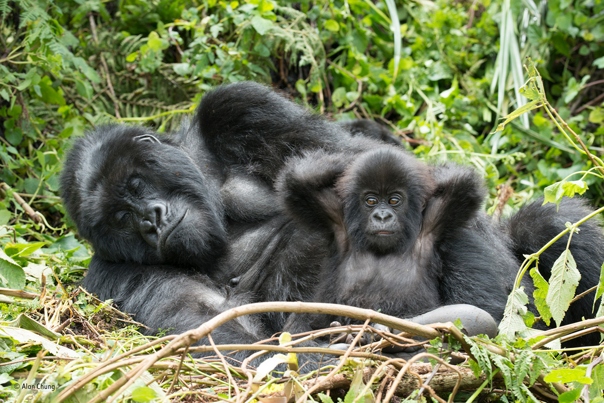 Wildlife Photographer of the Year People's Choice Wildlife Photographer of the Year People's Choice