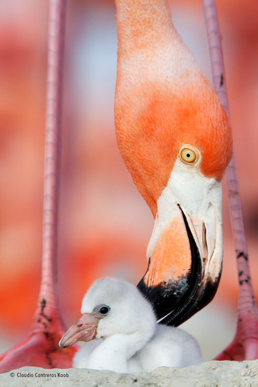 Wildlife Photographer of the Year People's Choice Wildlife Photographer of the Year People's Choice