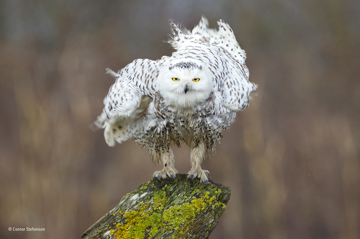 Wildlife Photographer of the Year People's Choice Wildlife Photographer of the Year People's Choice